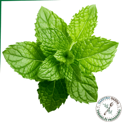 Menta