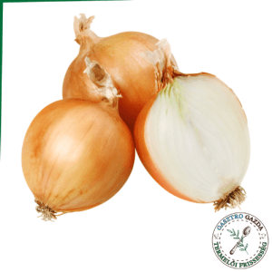 Vöröshagyma (konyhás)