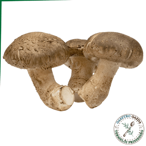 Shiitake (előrendelés)