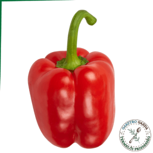Kaliforniai paprika piros
