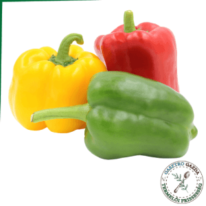 Kaliforniai paprika (tricolor)