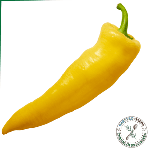 TV Paprika II. oszt.