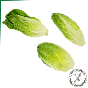 Bébi Római Saláta (6db)