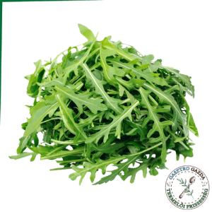 Rukkola (100g)